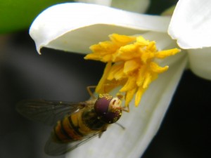 Vosička opyluje květ Citroníku Ponderosa