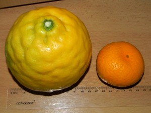Srovnání velikosti plodu Ponderosa s mandarínkou
